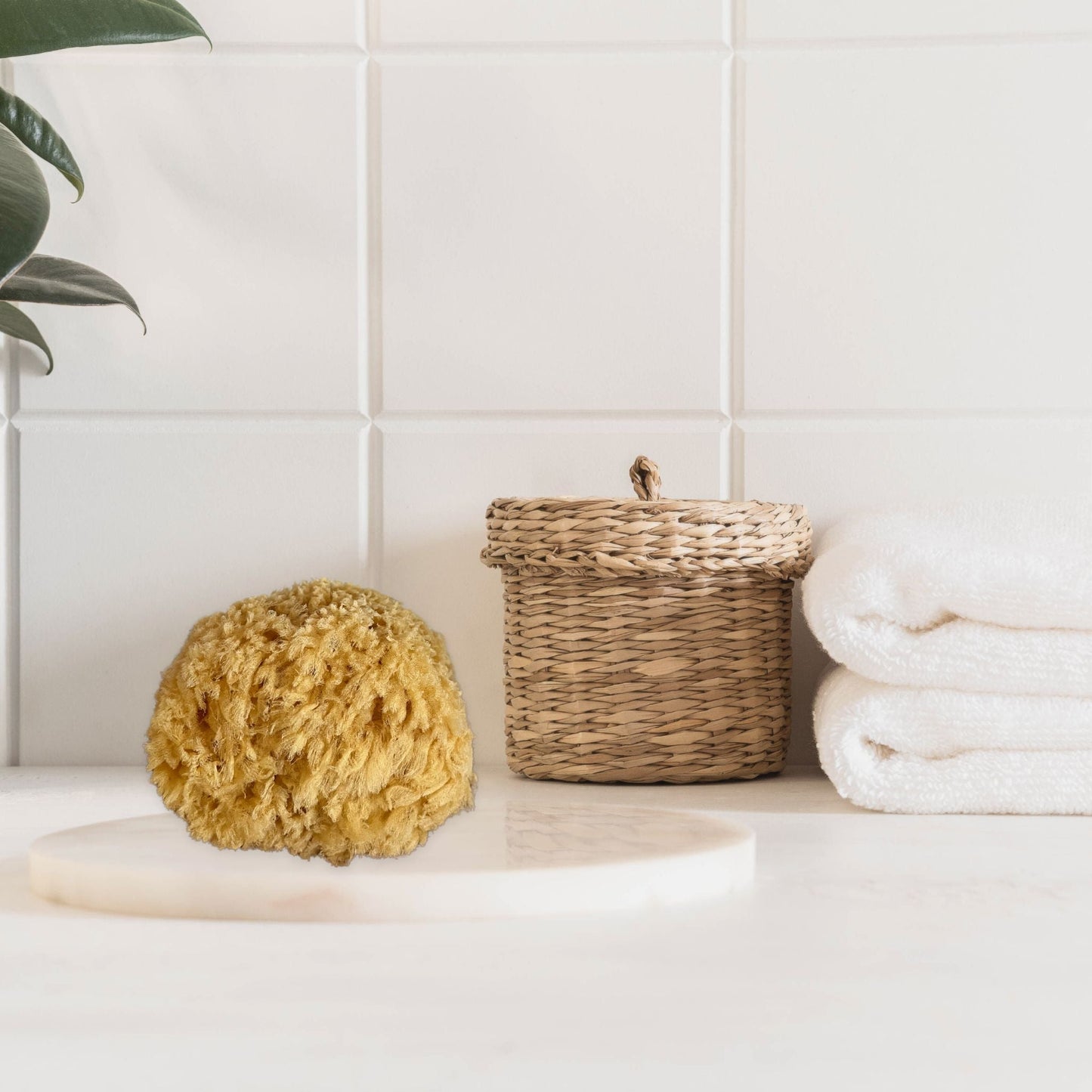 Bathing Sponge from Sea