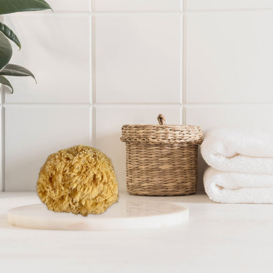 Bathing Sponge from Sea